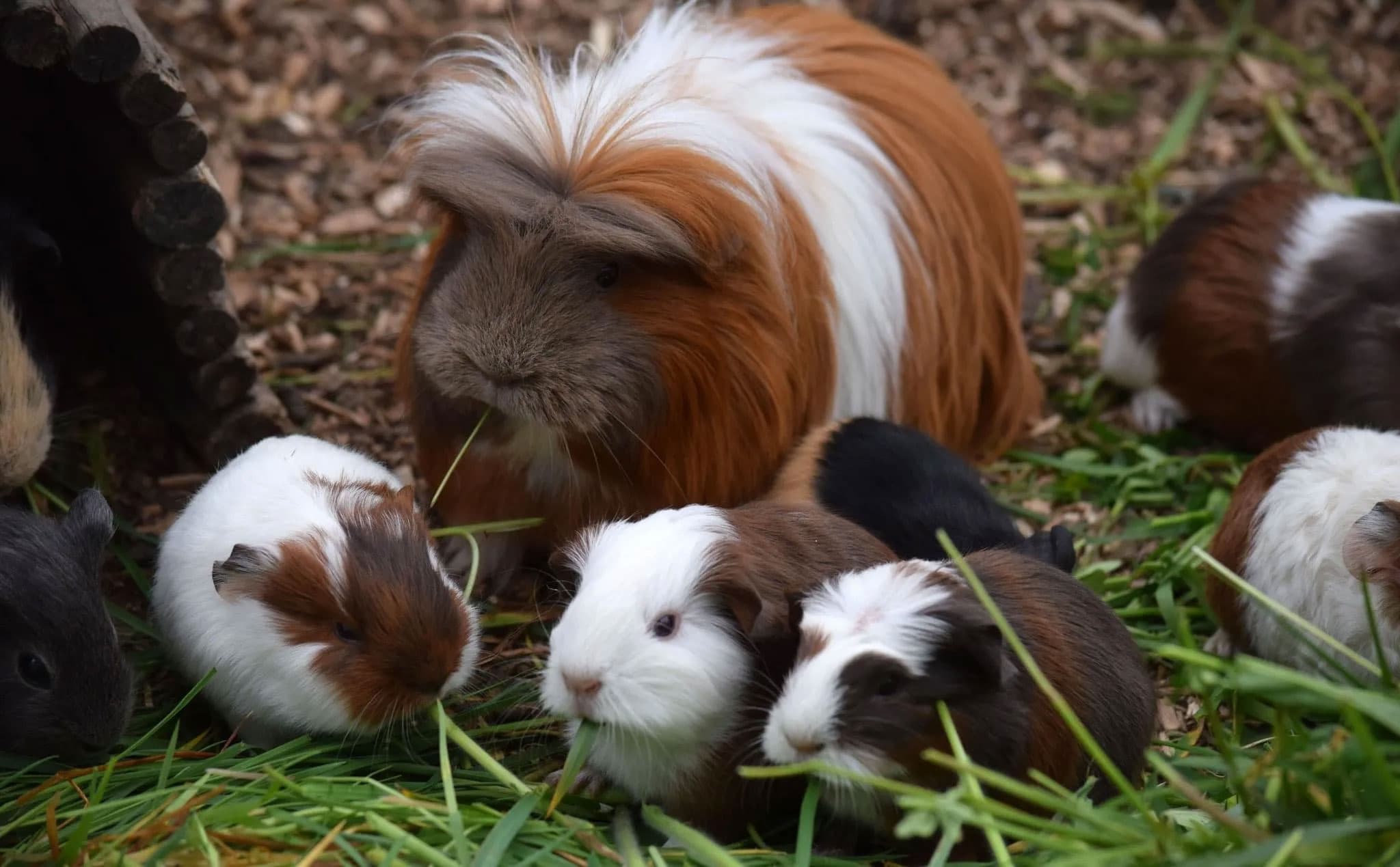Hamster