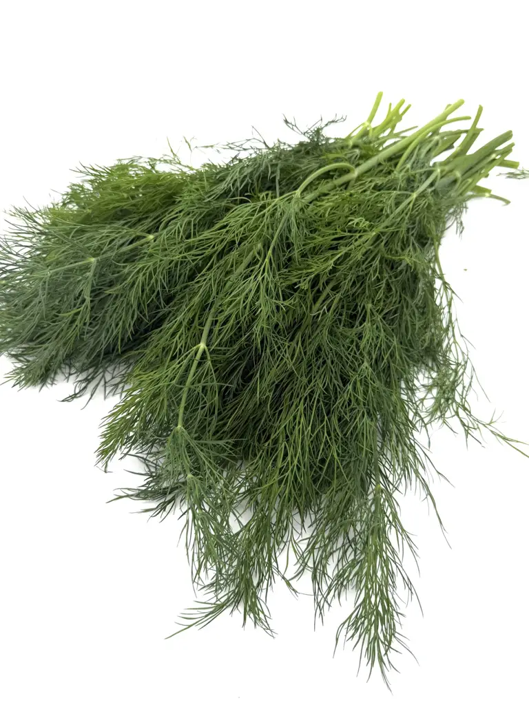 Dill