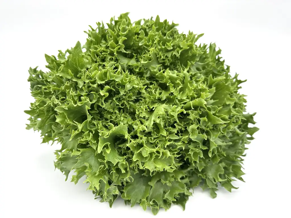Salanova Crispy grün