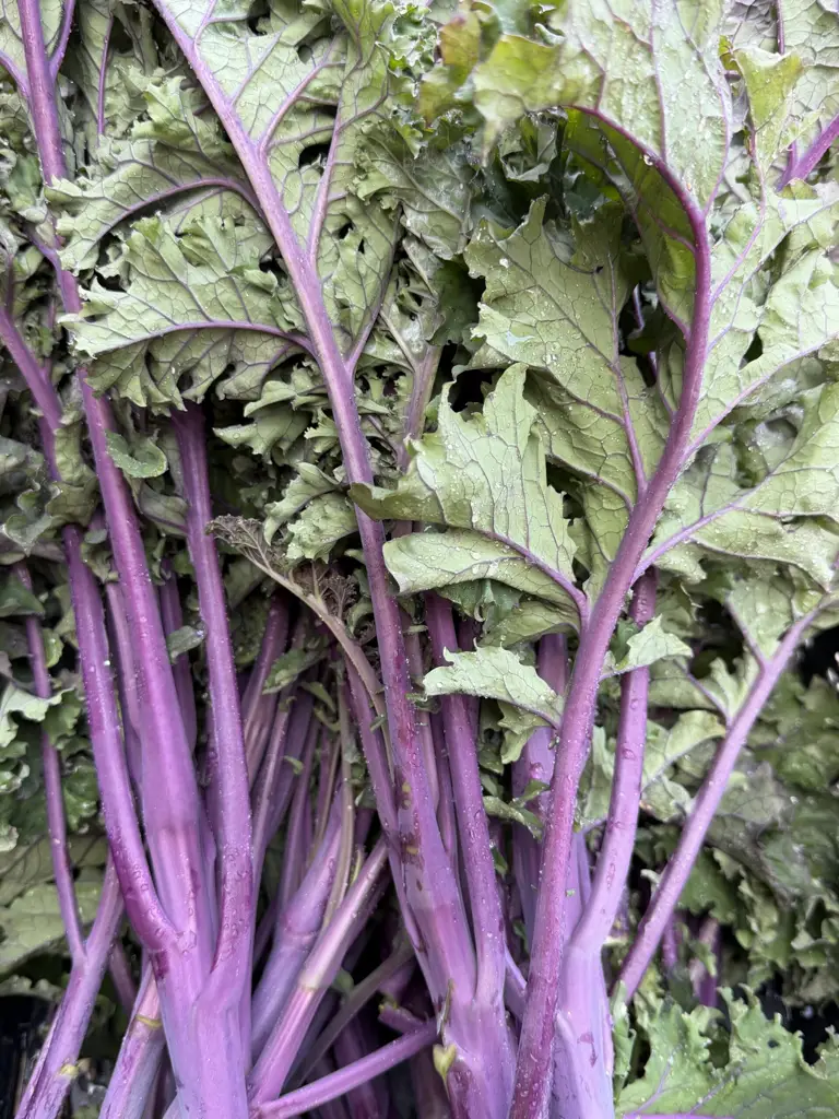 Roter Federkohl