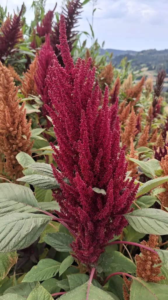 Amaranth am Stiel | Vom Bio-Feld 🇨🇭