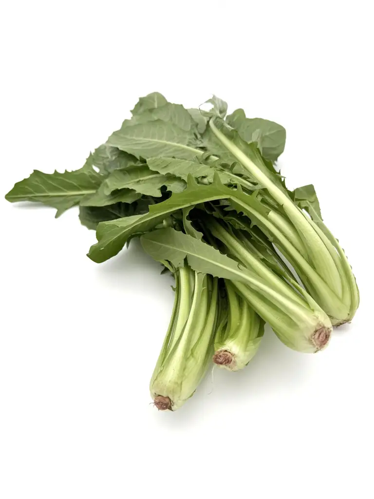 Catalogna "Löwenzahnsalat"