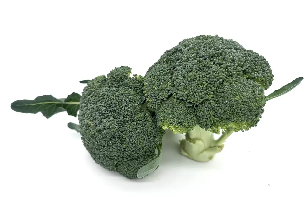 Broccoli