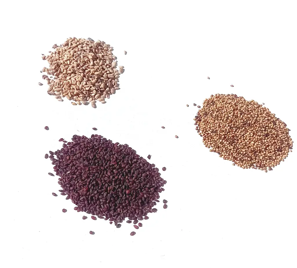 Trio Beeren-Sämereien – Erdbeer, Himbeer & Johannisbeer