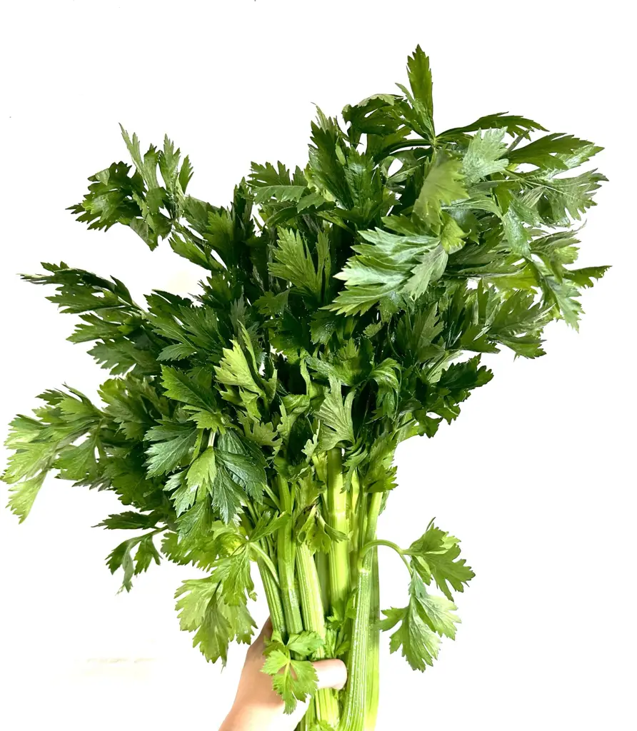 Stangensellerie