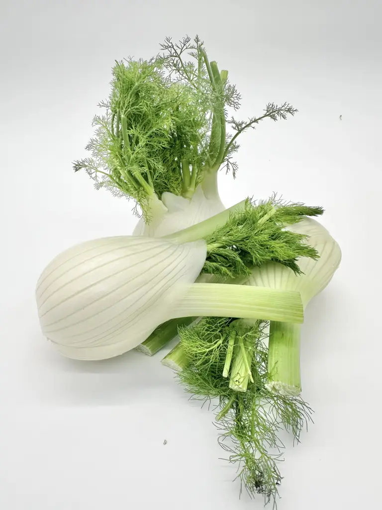 Fenchel