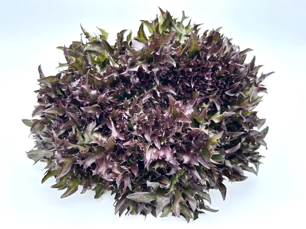 Salanova Crispy rot