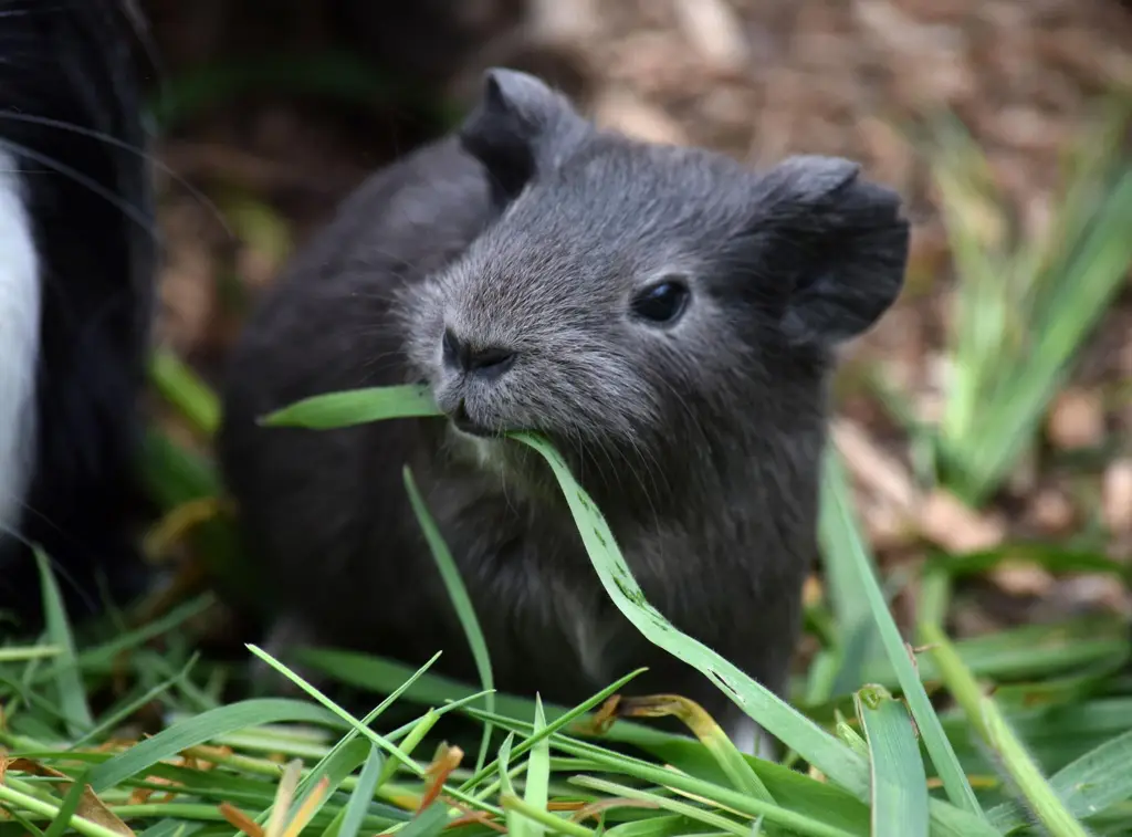 Futterspenden